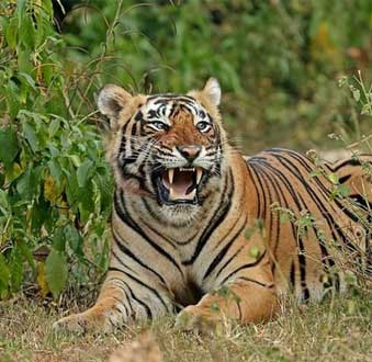 sariska national park