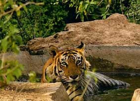 sariska jhalana tour