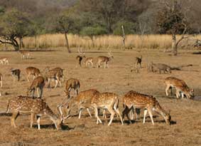 sariska fun tour