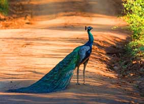 sariska discovery tour